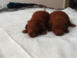 A KALİTE DARK BROWN TOY POODLE YAVRUSU