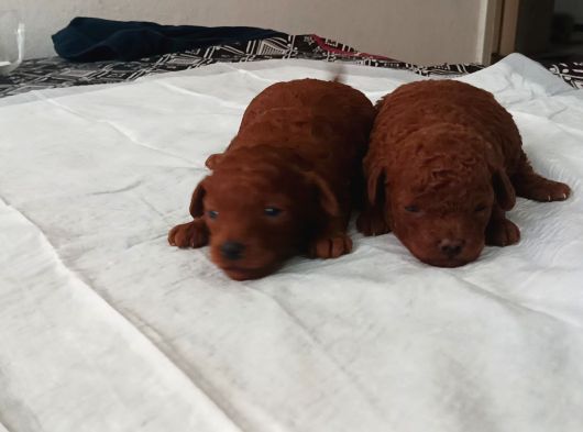 A Kali̇te Dark Brown Toy Poodle Yavrusu