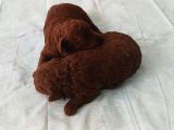 A Kali̇te Dark Brown Toy Poodle Yavrusu