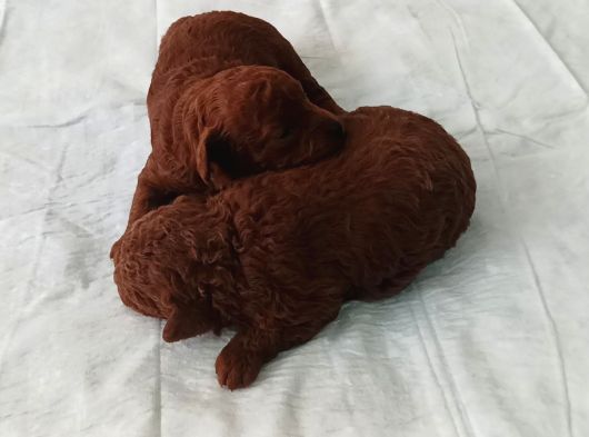 A Kali̇te Dark Brown Toy Poodle Yavrusu görsel