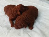 A Kali̇te Dark Brown Toy Poodle Yavrusu