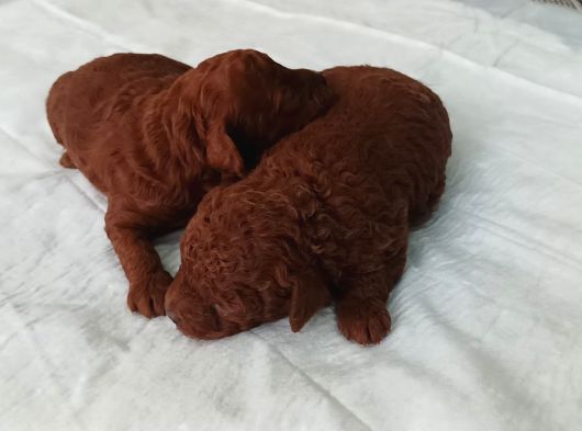 A Kali̇te Dark Brown Toy Poodle Yavrusu görsel