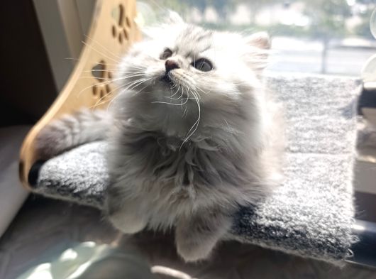 Sevgi Yumağı Güzellik