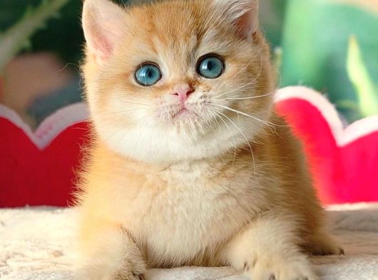 Şampiyon Soydan Golden British Shorthair