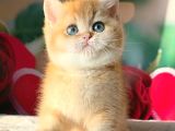 Şampiyon Soydan Golden British Shorthair