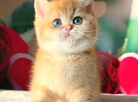 Şampiyon Soydan Golden British Shorthair görsel