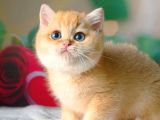 Şampiyon Soydan Golden British Shorthair