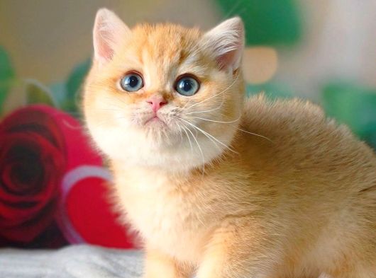 Şampiyon Soydan Golden British Shorthair görsel