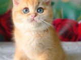 Şampiyon Soydan Golden British Shorthair