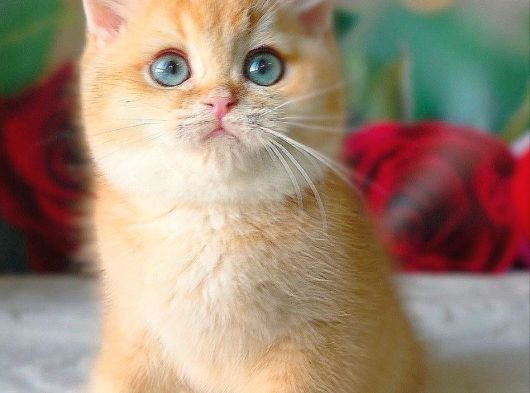 Şampiyon Soydan Golden British Shorthair görsel