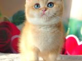 Şampiyon Soydan Golden British Shorthair