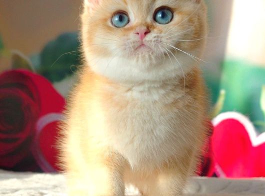 Şampiyon Soydan Golden British Shorthair görsel