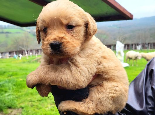 Dişi Erkek Golden Retriver Yavrularımız görsel