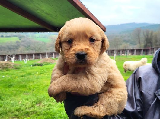 Dişi Erkek Golden Retriver Yavrularımız görsel