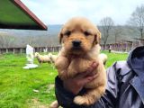 Dişi erkek golden retriver yavrularımız