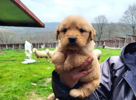 Dişi Erkek Golden Retriver Yavrularımız