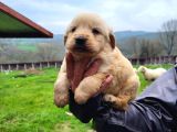 Dişi Erkek Golden Retriver Yavrularımız