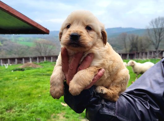 Dişi Erkek Golden Retriver Yavrularımız görsel