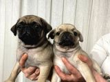 Dişi Pug Yavrularımız