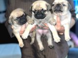 Dişi pug yavrularımız
