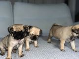 Dişi Pug Yavrularımız