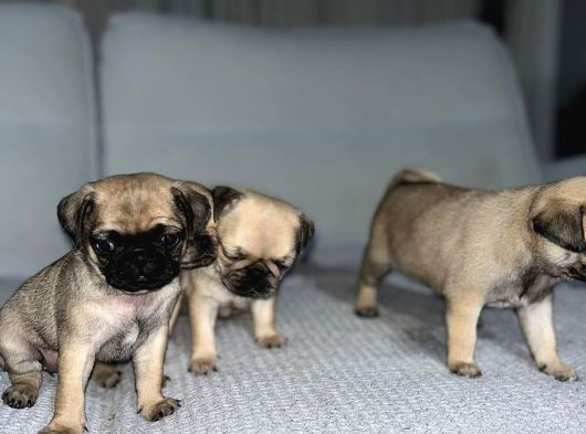 Dişi Pug Yavrularımız görsel