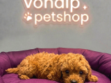 Mall Of İstanbul Vonalpten Safkan Toy Poodle
