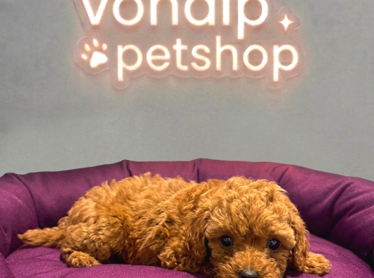 Mall Of İstanbul Vonalpten Safkan Toy Poodle görsel