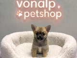 VONALP PET GARANTISIYLE EFSANE GÜZELLİKTE CHIHUAHA YAVRULAR