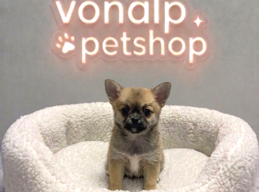 Vonalp Pet Garantisiyle Efsane Güzelli̇kte Chihuaha Yavrular