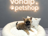Vonalp Pet Garantisiyle Efsane Güzelli̇kte Chihuaha Yavrular