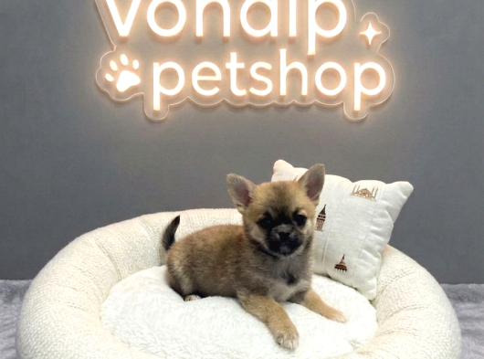 Vonalp Pet Garantisiyle Efsane Güzelli̇kte Chihuaha Yavrular görsel