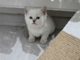 Bal Surat Ponçiklerim Teslime Hazır