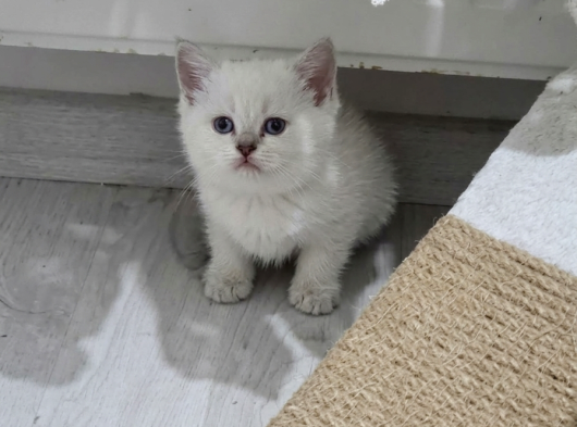 Bal Surat Ponçiklerim Teslime Hazır görsel