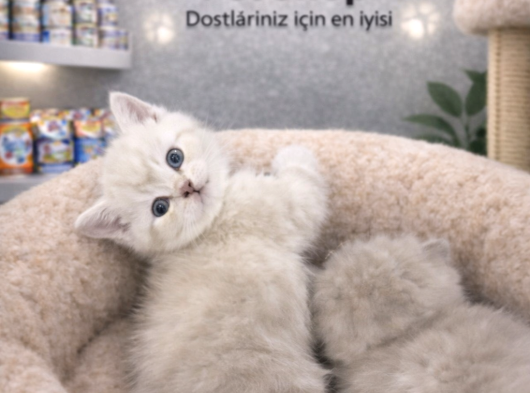 Mükemmel Güzellikte British Shorthair Yavrularımız görsel