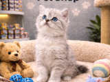 Mükemmel Güzellikte British Shorthair Yavrularımız