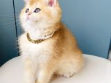 Scr Li Anne Babadan Golden Ny12 Üst Düzey British