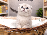 Mükemmel güzellikte british shorthair yavrularımız