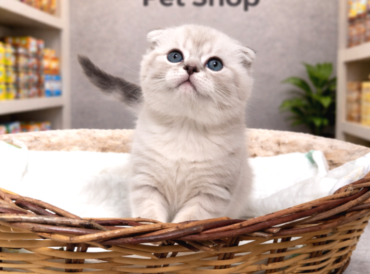 Mükemmel Güzellikte British Shorthair Yavrularımız