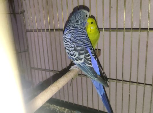 Muhabbet Kuşu Yavruları Denizli görsel