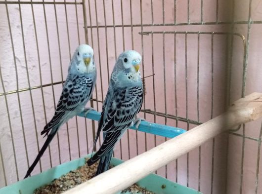 Muhabbet Kuşu Yavruları Denizli görsel