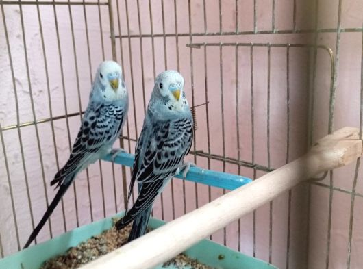 Muhabbet kuşu yavruları Denizli