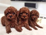 Antialerjik En Güzel Irk Toy Poodle Bebekler