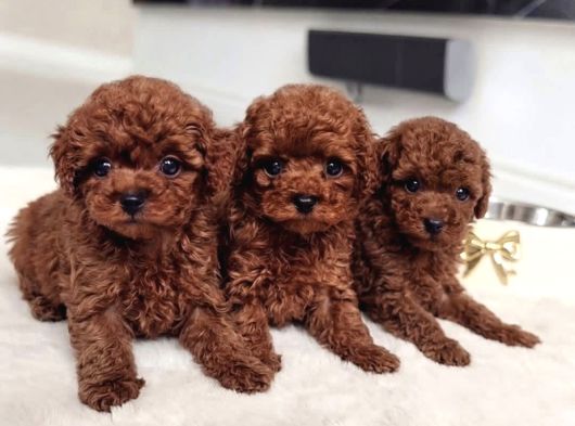 Antialerjik En Güzel Irk Toy Poodle Bebekler