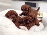 Antialerjik En Güzel Irk Toy Poodle Bebekler