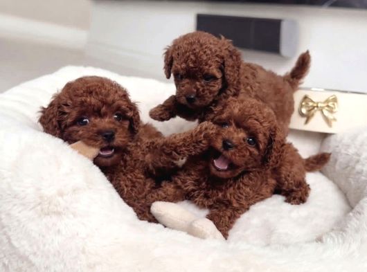Antialerjik En Güzel Irk Toy Poodle Bebekler görsel