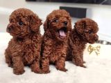 Antialerjik En Güzel Irk Toy Poodle Bebekler