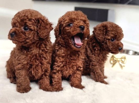 Antialerjik En Güzel Irk Toy Poodle Bebekler görsel