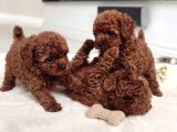 Antialerjik En Güzel Irk Toy Poodle Bebekler