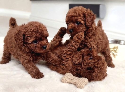 Antialerjik En Güzel Irk Toy Poodle Bebekler görsel